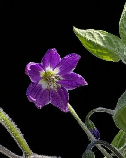 20260707_Rocoto Otavalo.webp