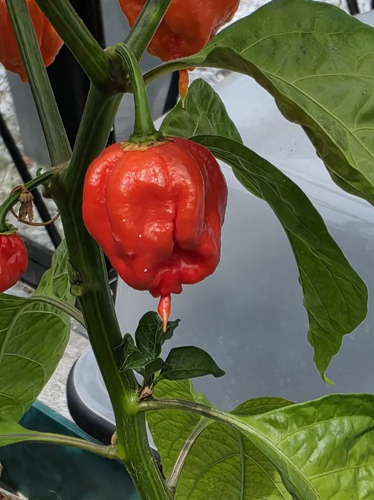 20260720_Carolina Reaper.webp
