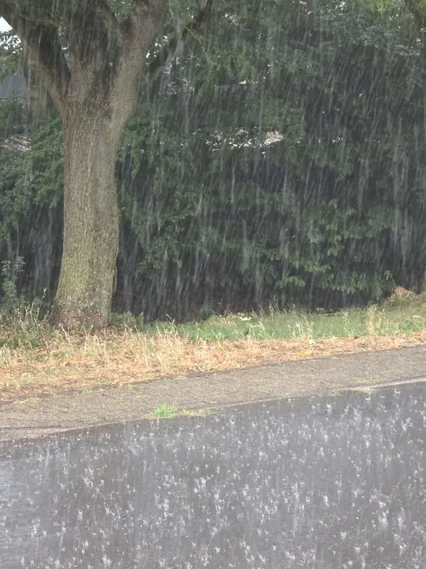 20260726_Regen.webp