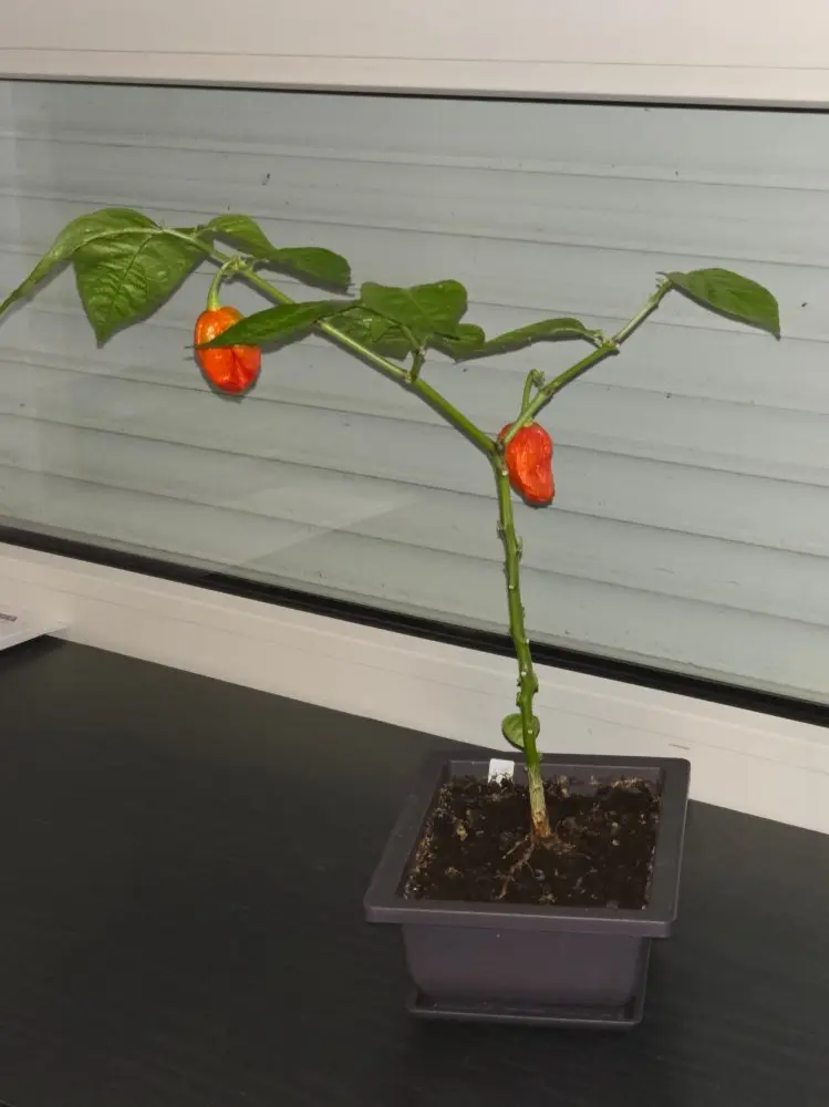 20260815_Naga Morich-Bonchi.webp