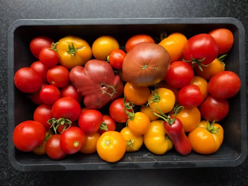 20260817_Tomatenernte.webp