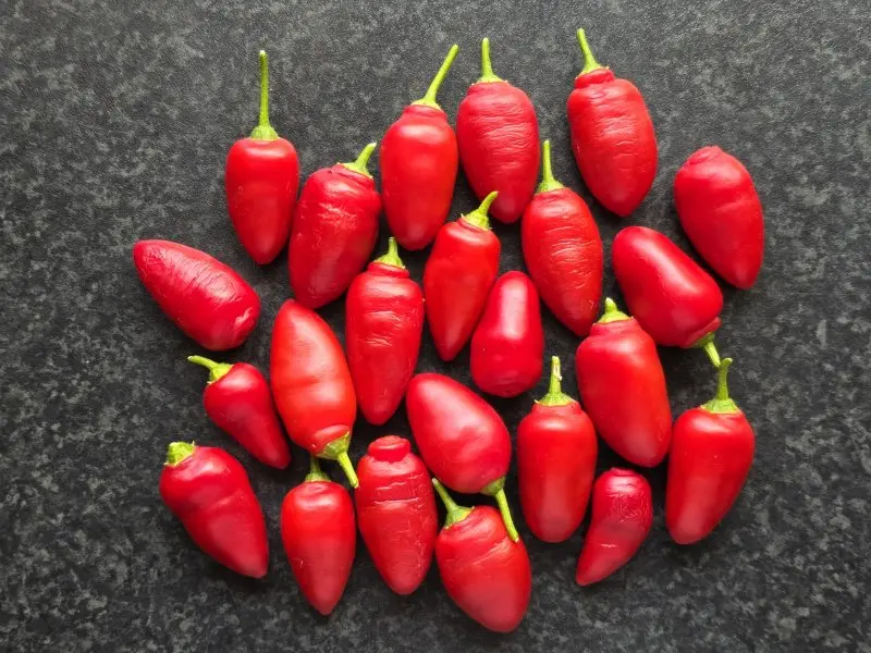 20260905_Rocoto Aji Lucento.webp