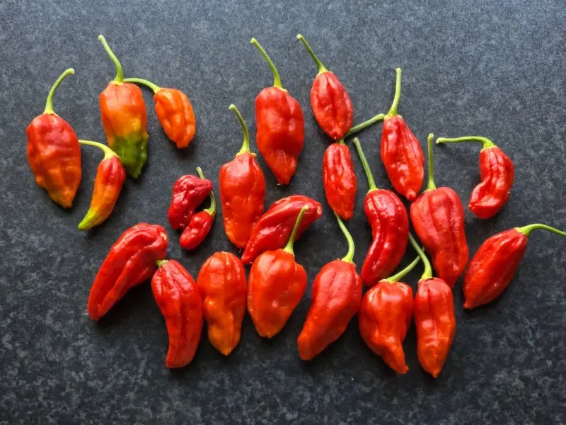 20260913_Naga Morich.webp