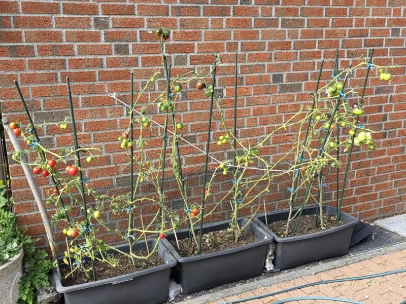 20260916_Tomaten1.webp