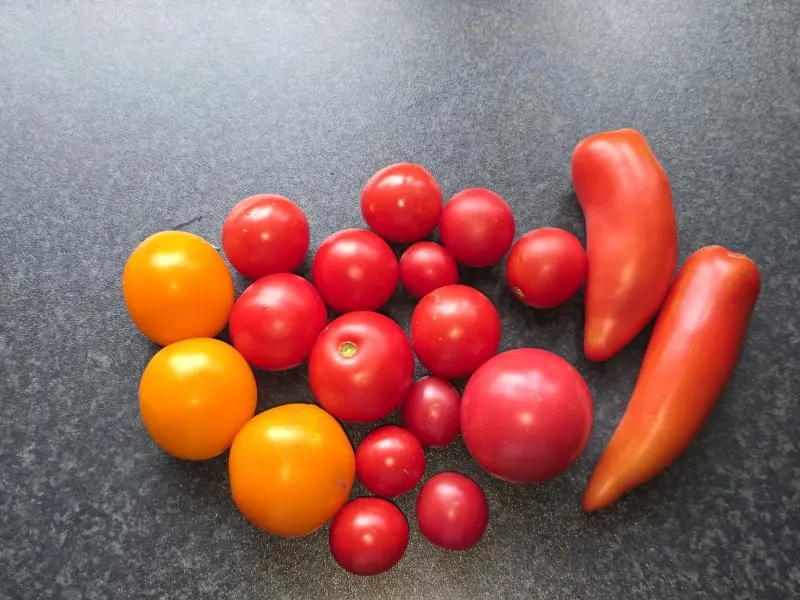 20261009_Tomatenernte.webp