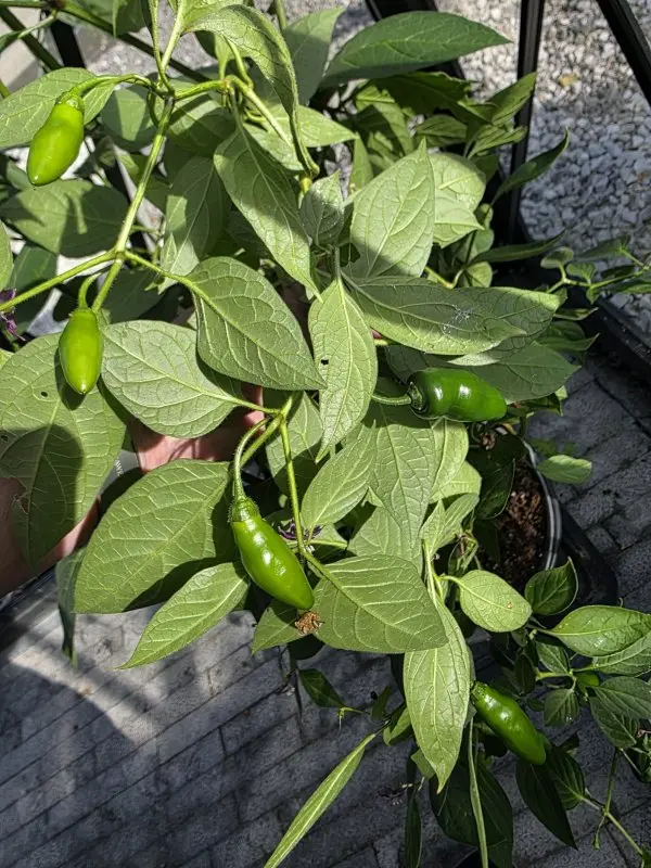 20261015_Rocoto Aji Lucento3.webp