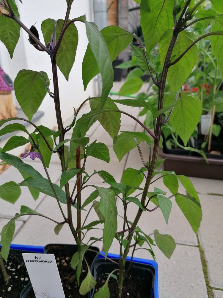 2xBlack Hottehü 1x Antep Aci Dolma