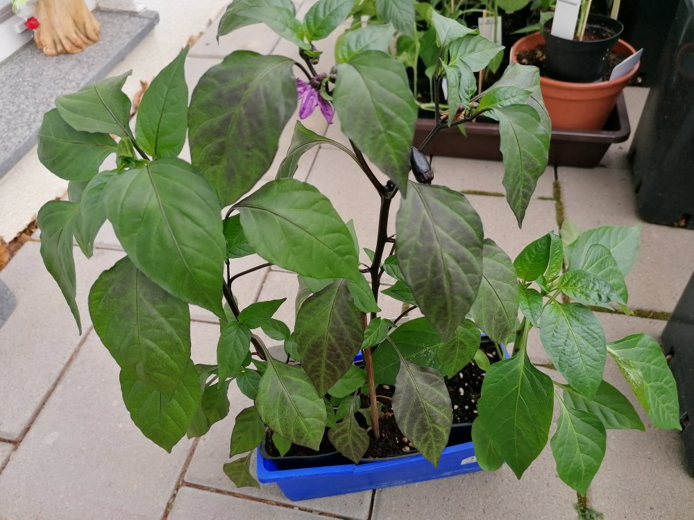 2xBlack Hottehü 1x Antep Aci Dolma