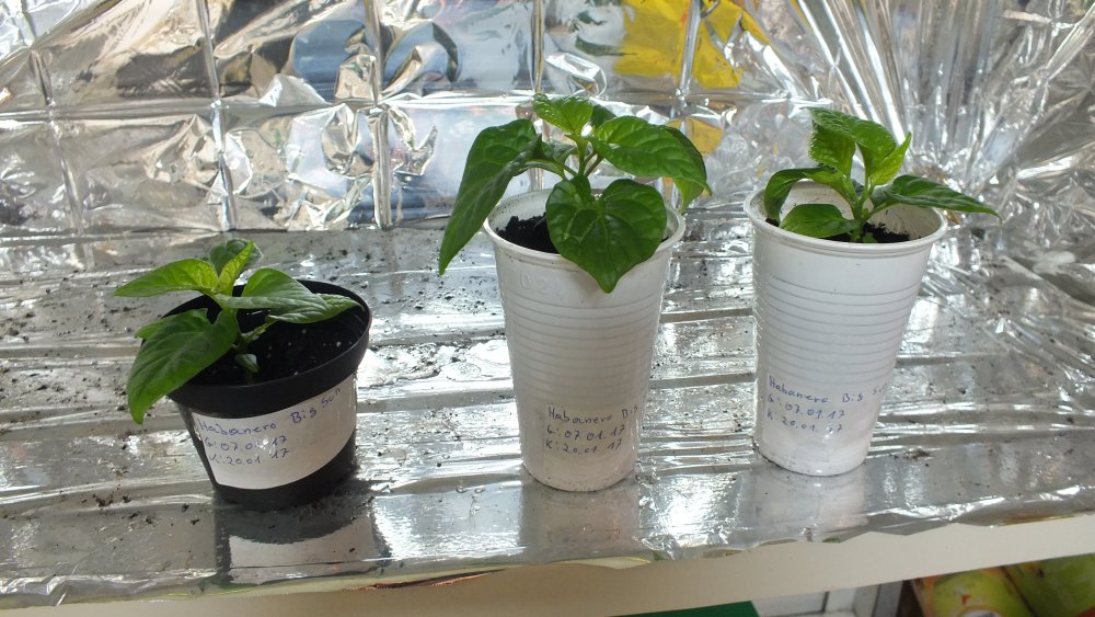 3 Schöne Habanero Big Sun