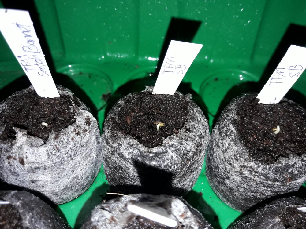 3× TFM Scotch Bonnet