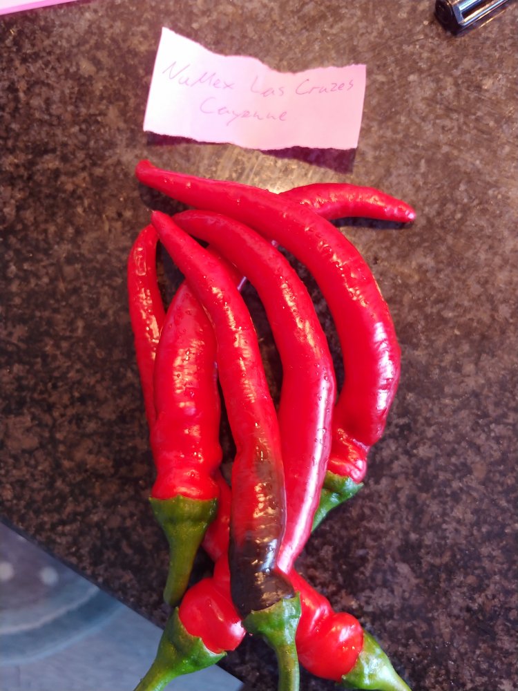 31.7. NuMex Las Cruzes Cayenne: 5 Stück, 100g