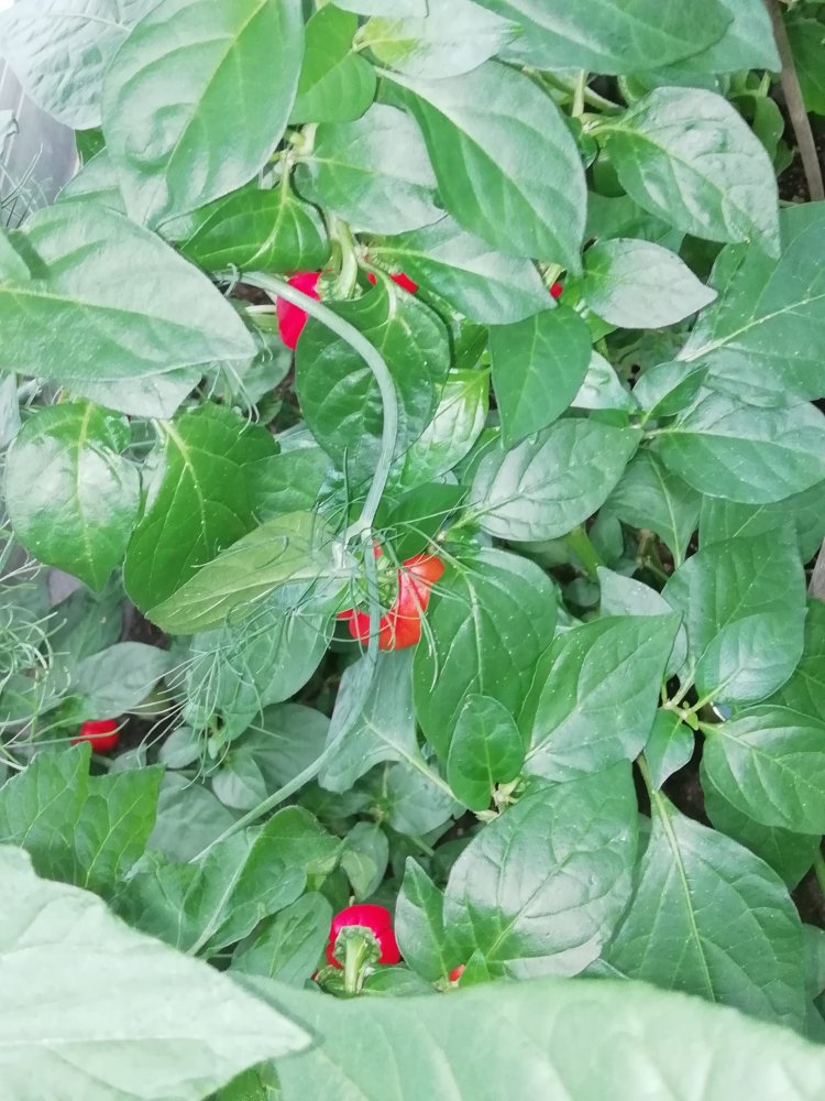 36775562_1031353607023710_1904509209102254080_n