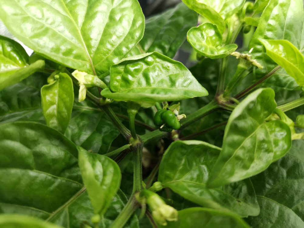 7 pod Congo chocolate