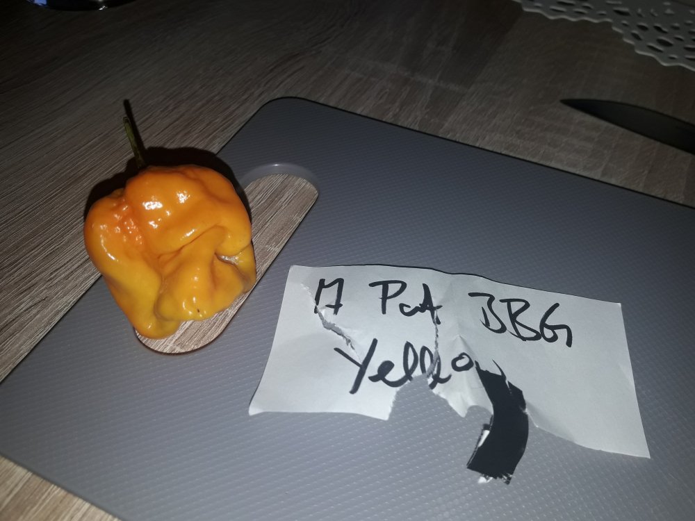 7 Pot BBG Yellow (1)