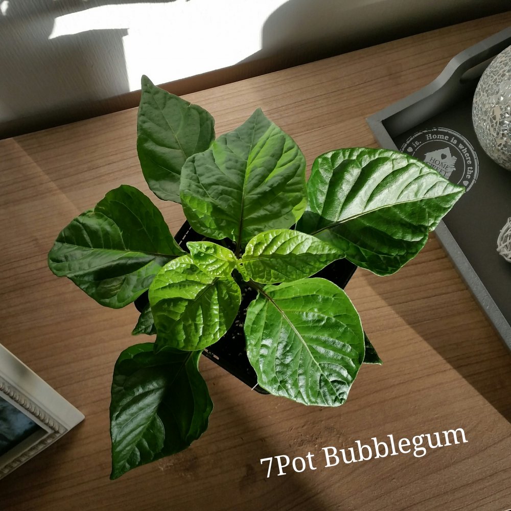 7 Pot Bubblegum  (2)