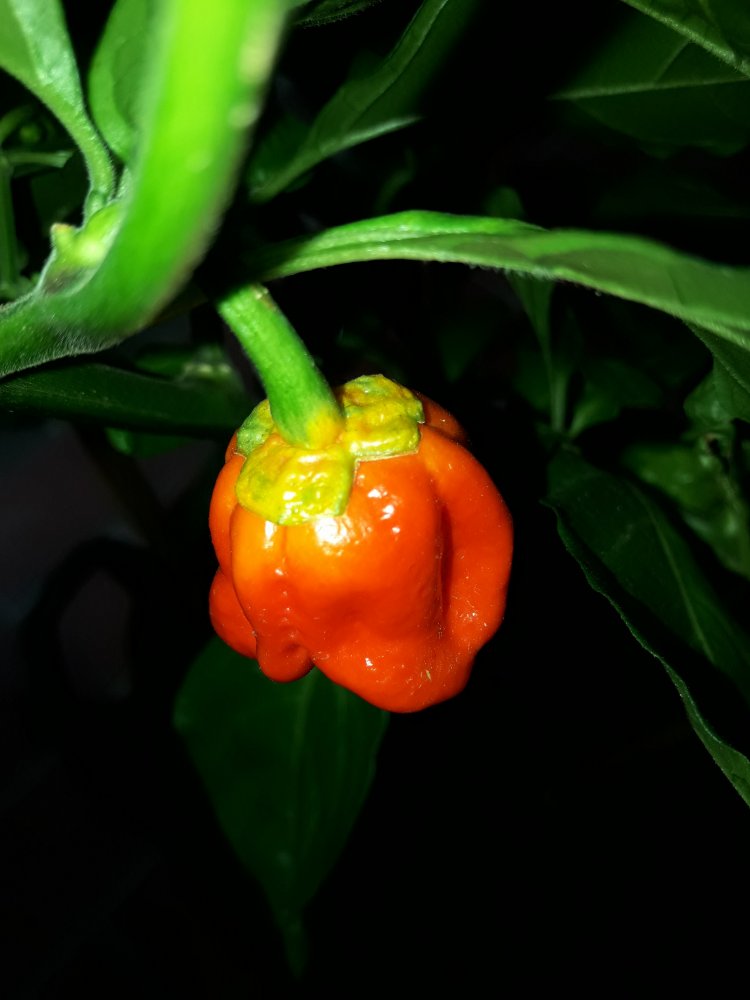 7 Pot Bubblegum