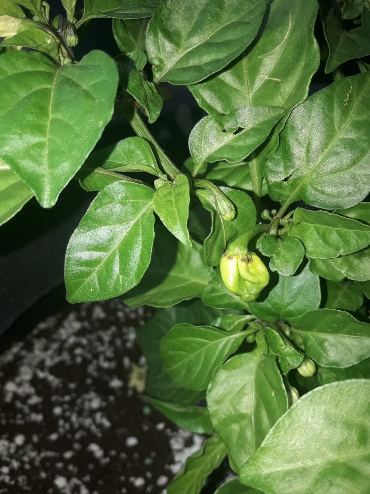 7 Pot CC Mai (2)