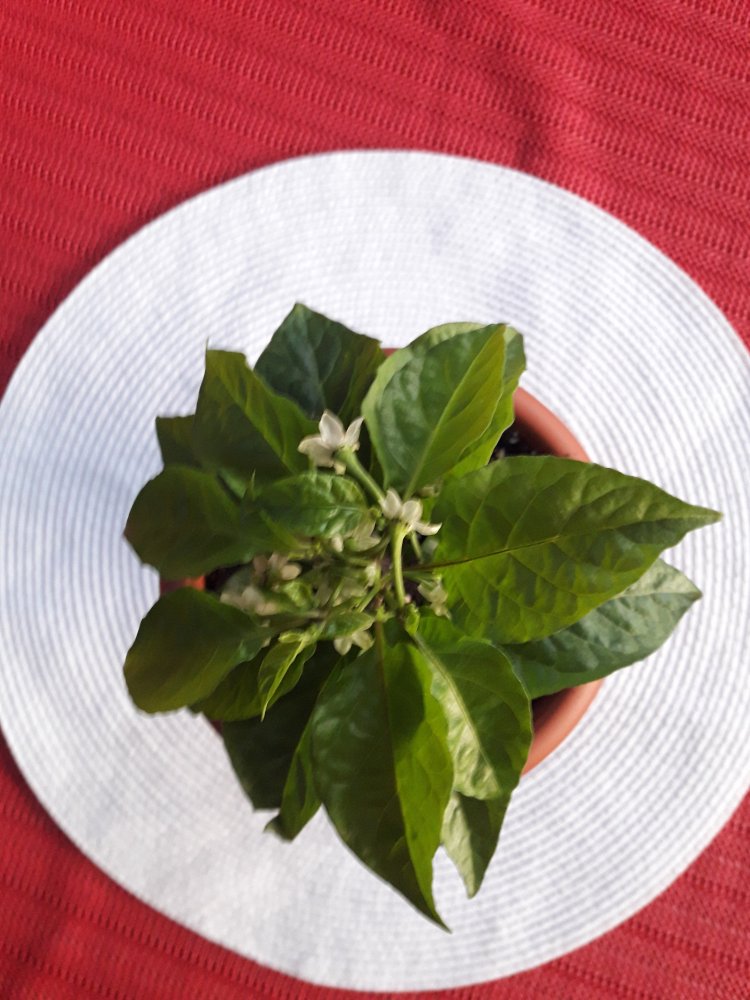 7 Pot Congo Chocolate April (1)