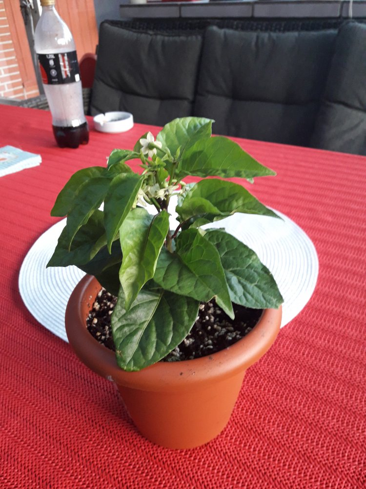 7 Pot Congo Chocolate April (2)