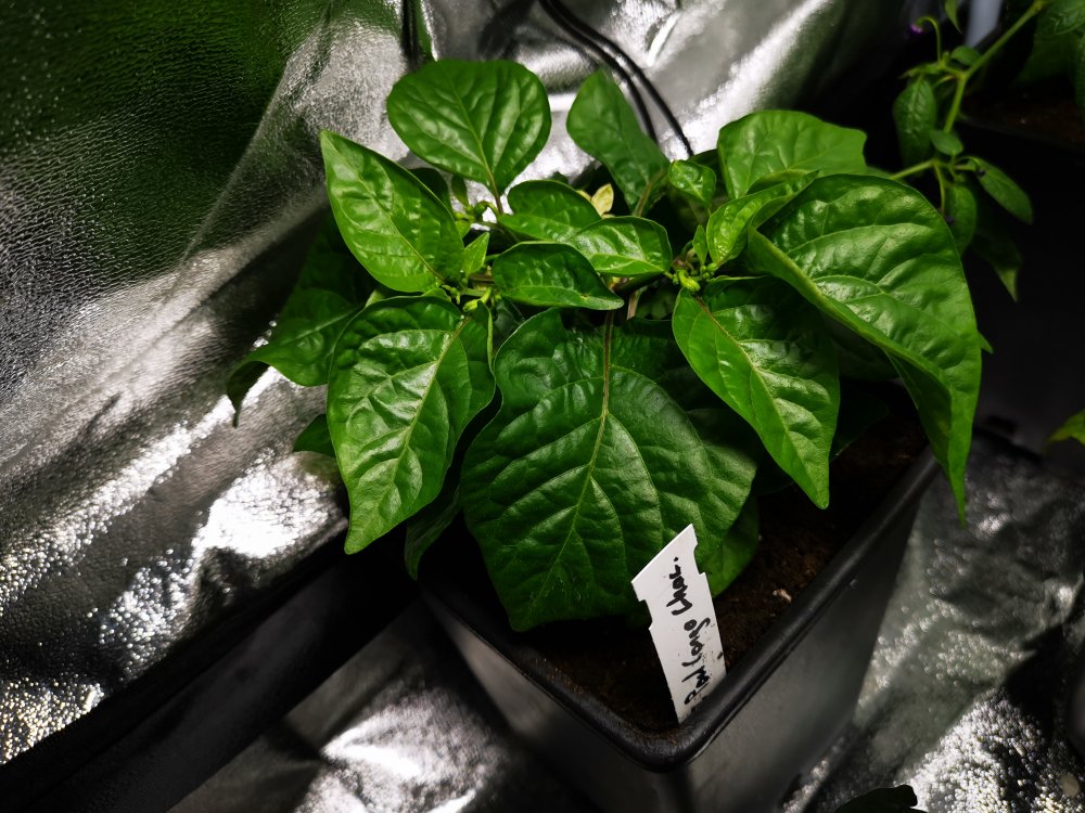 7 pot Congo Chocolate