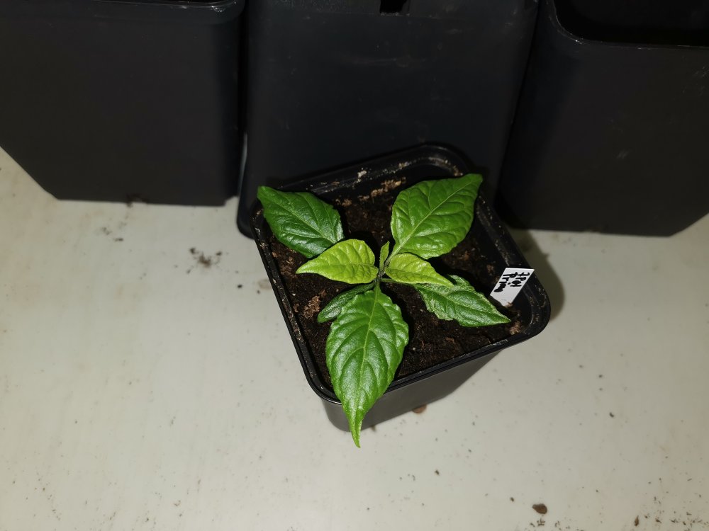 7 Pot Primo Februar 1