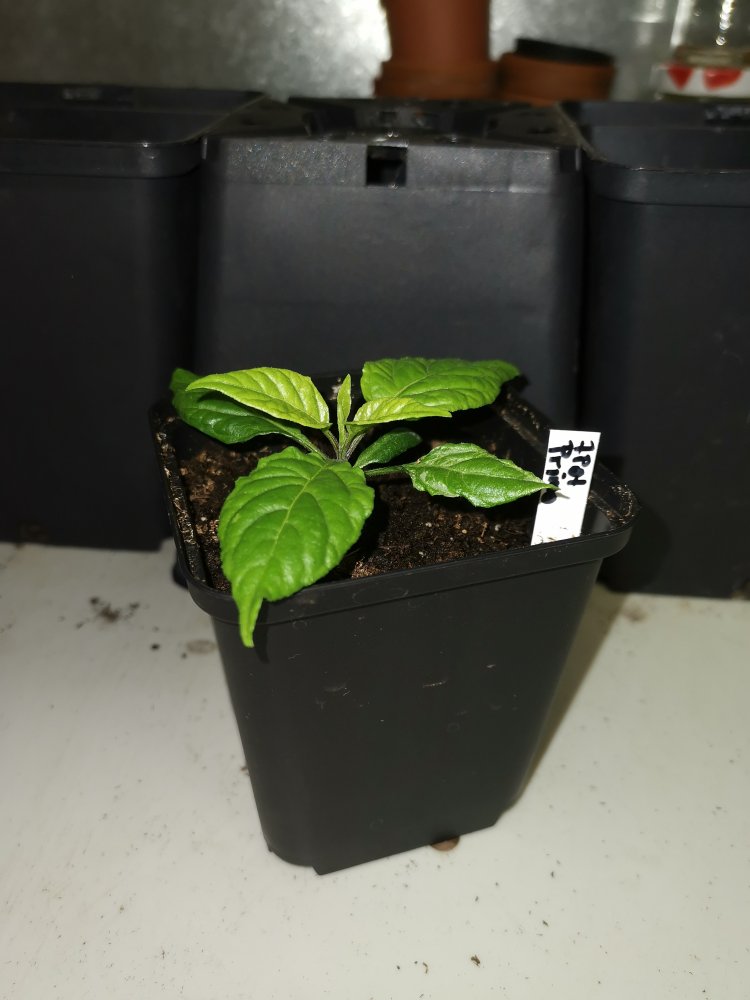 7 Pot Primo Februar 2