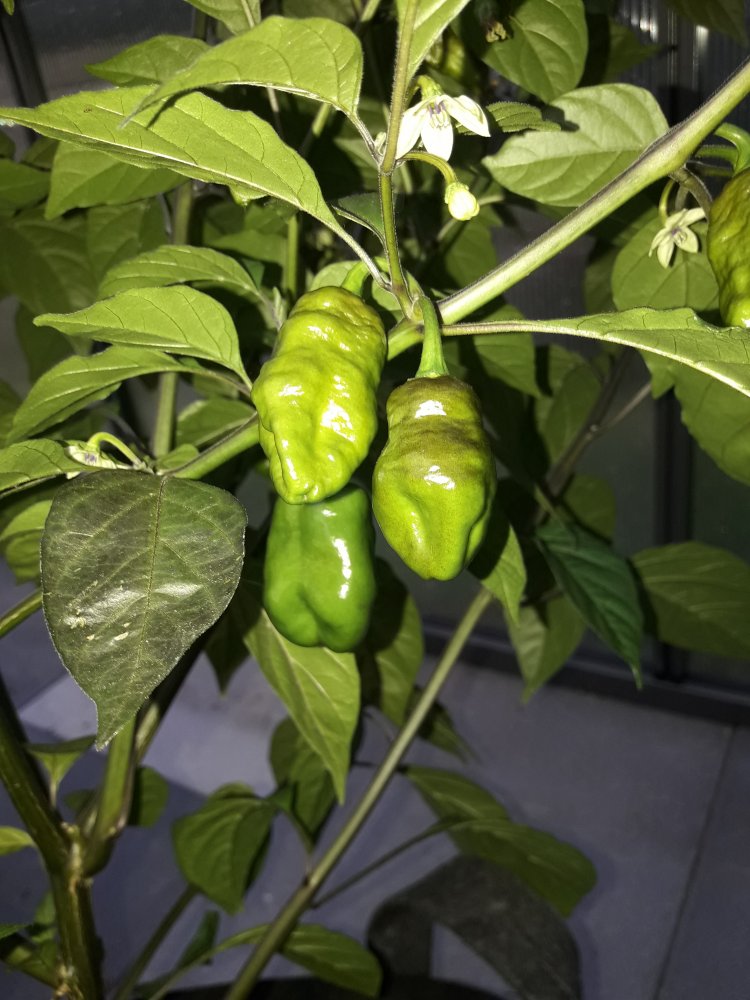 7 Pot Red Thunder Drillinge