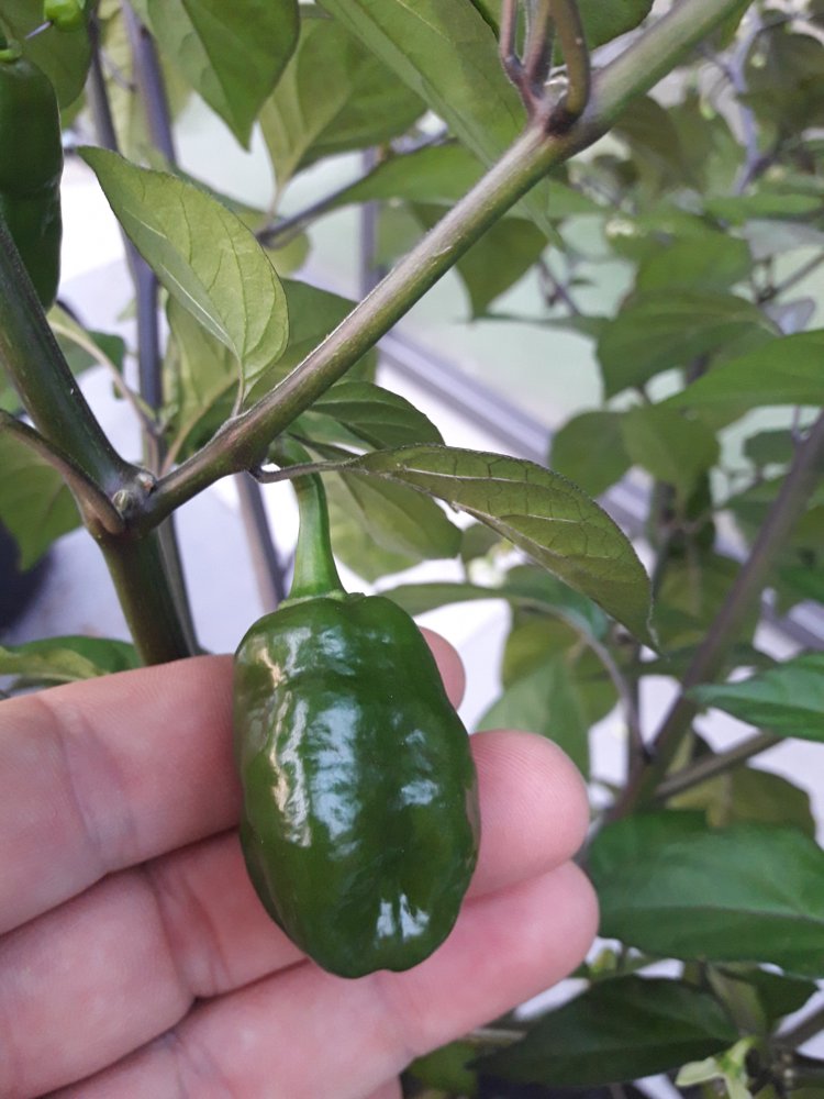 7 Pot Red Thunder dunkel