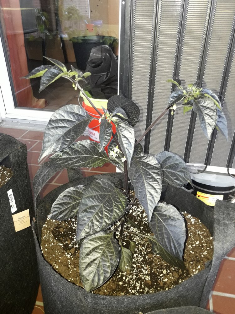 7 Pot Red Thunder F6 (Mai)