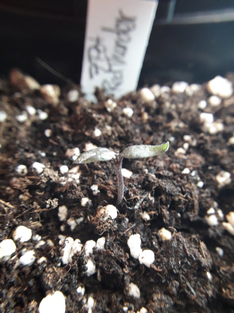 7 Pot Red Thunder Macro