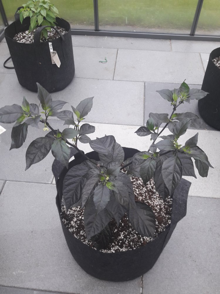 7 Pot RT Mai (2)