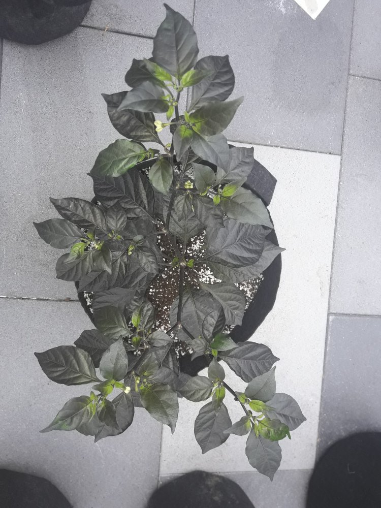 7 Pot RT Mai (3)