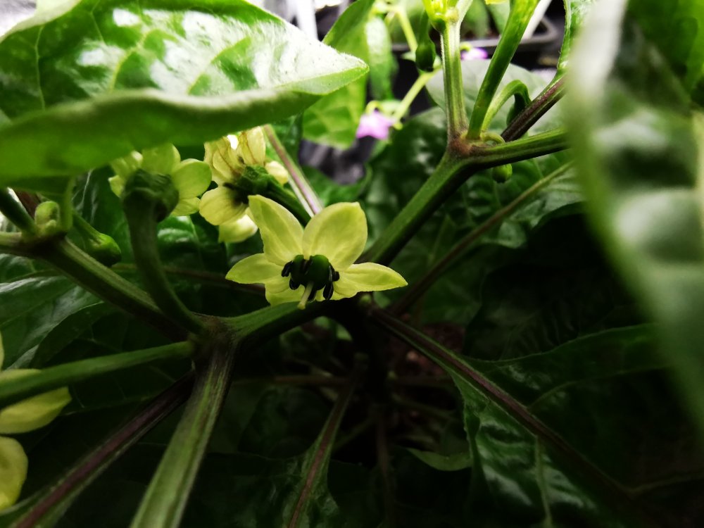 7pod Congo chocolate