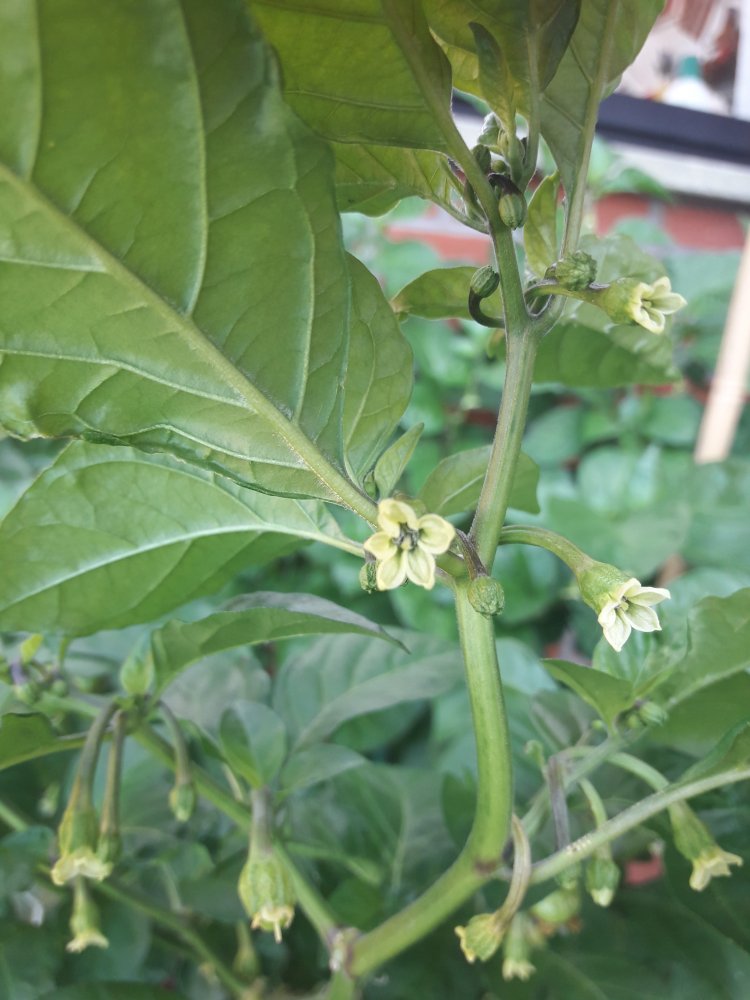 7Pot Bubblegum Blüten