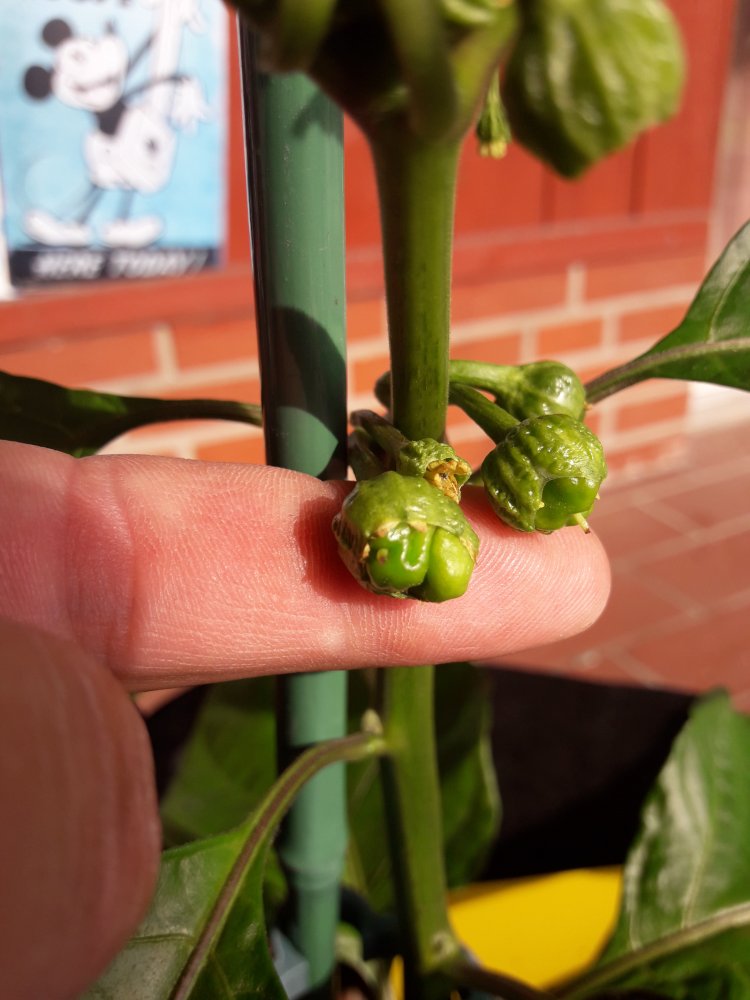 7Pot Bubblegum Fruchtansätze