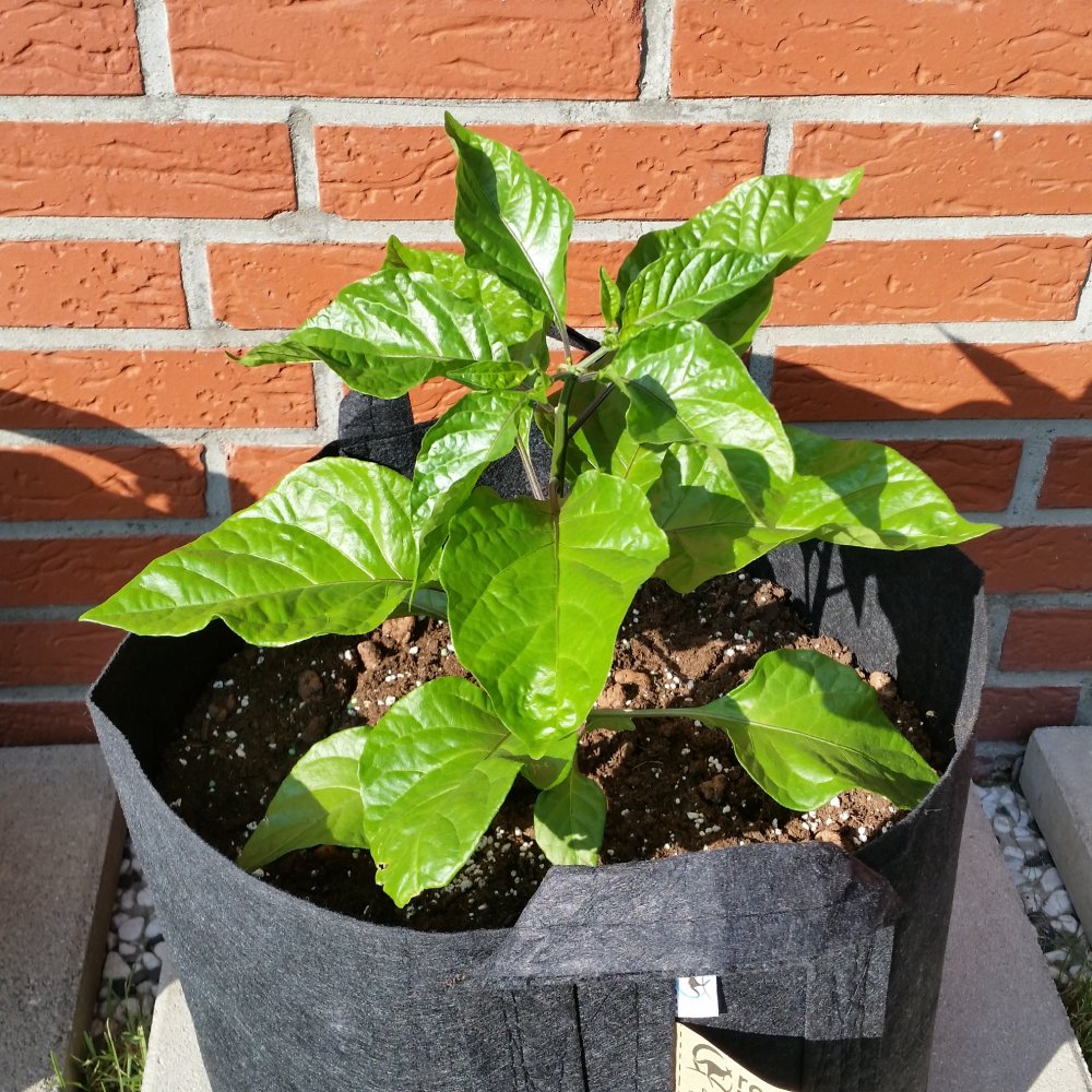 7Pot Bubblegum