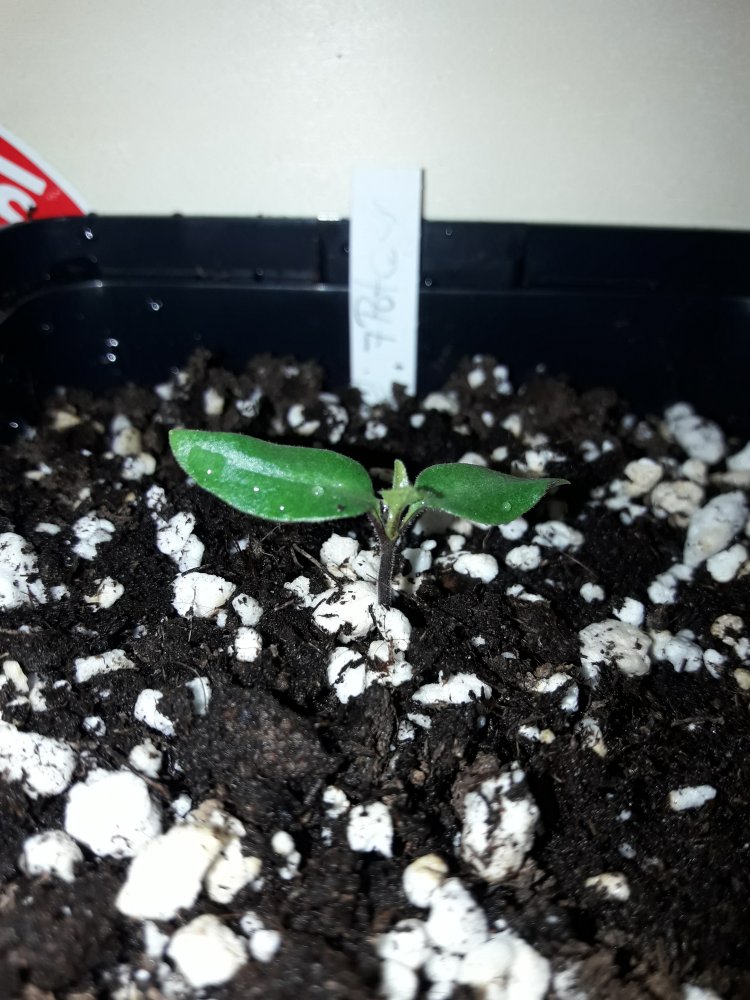 7Pot Congo Chocolate