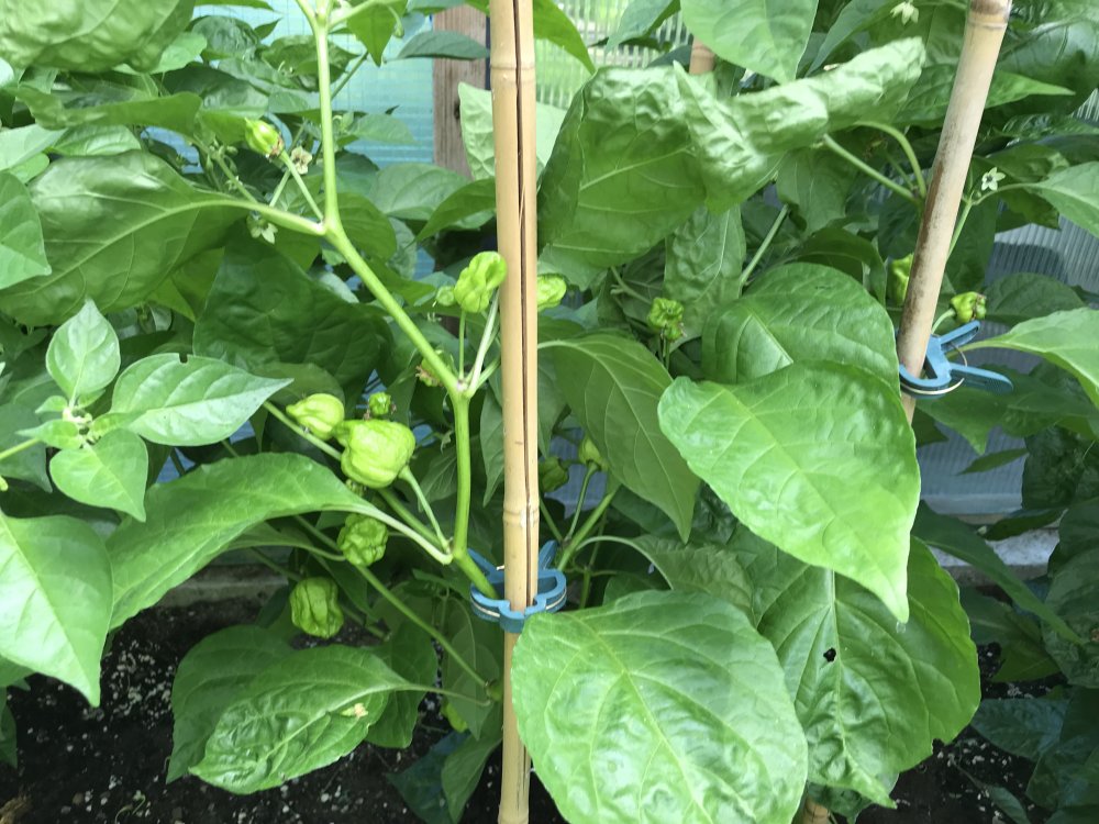 7pot Congo Chocolate