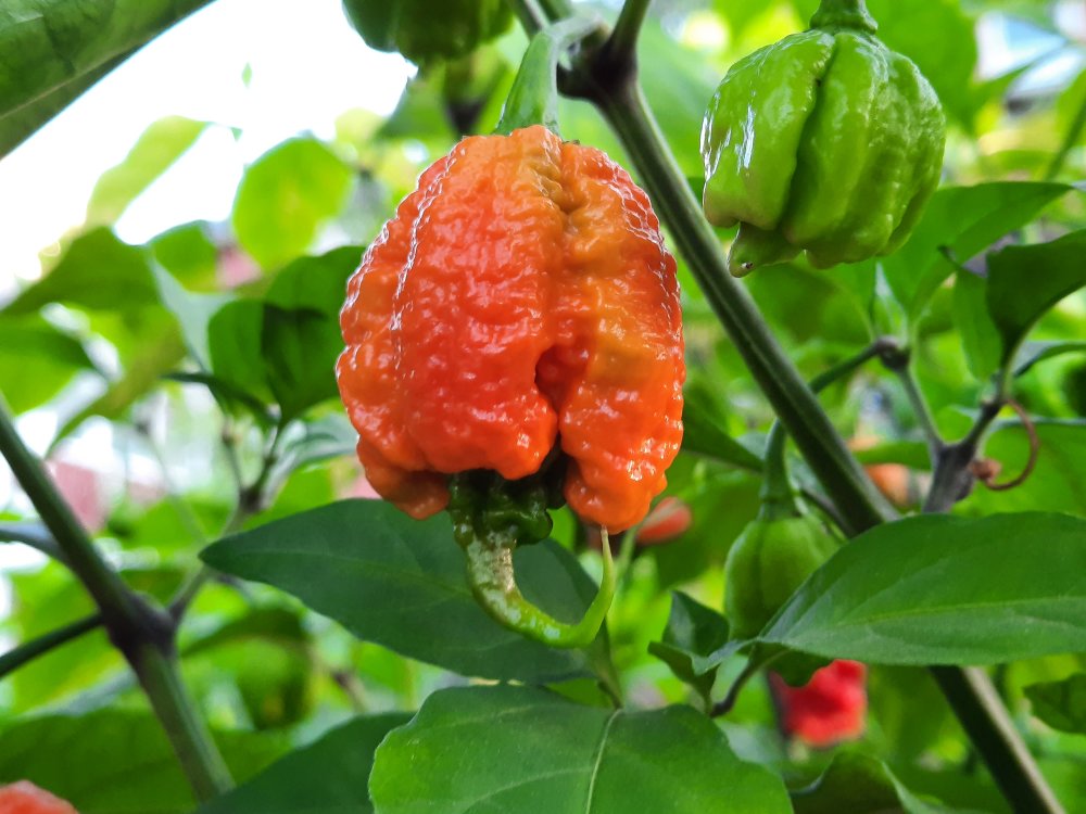 Abreifende Beere - Zing