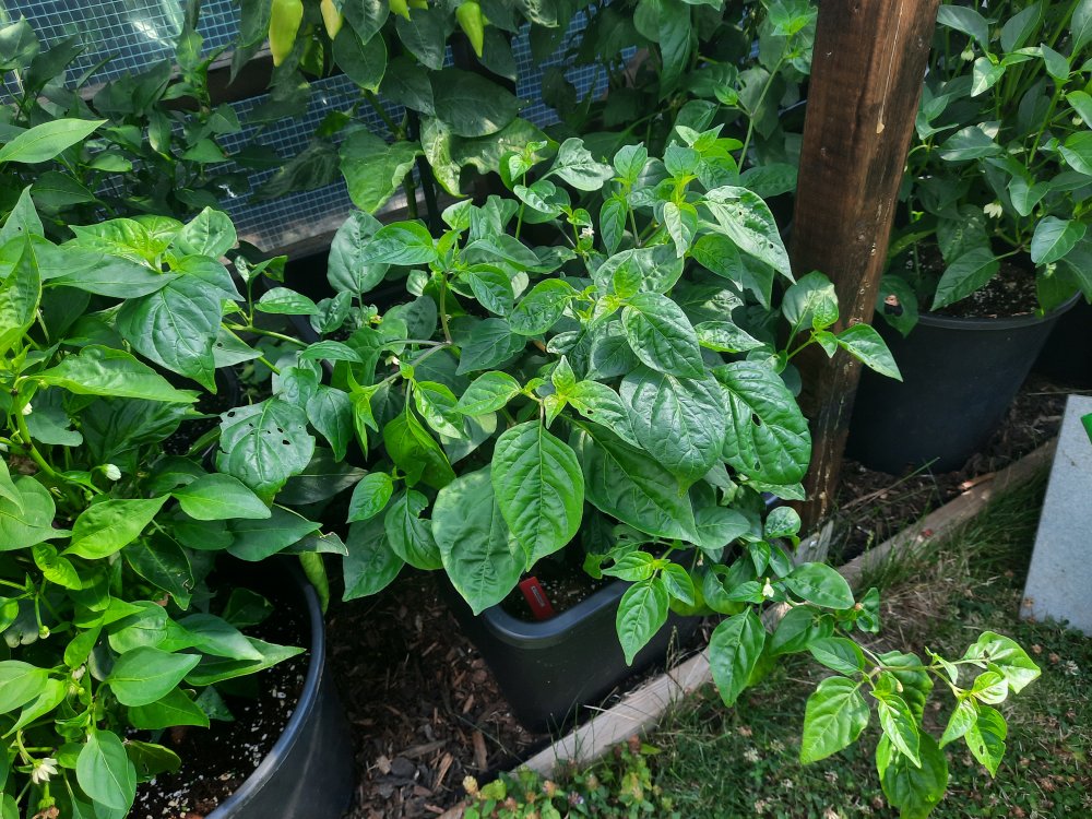 Aji Challuaruro 150722a.jpg