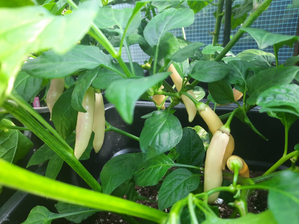 Aji Challuaruro 150722b.jpg