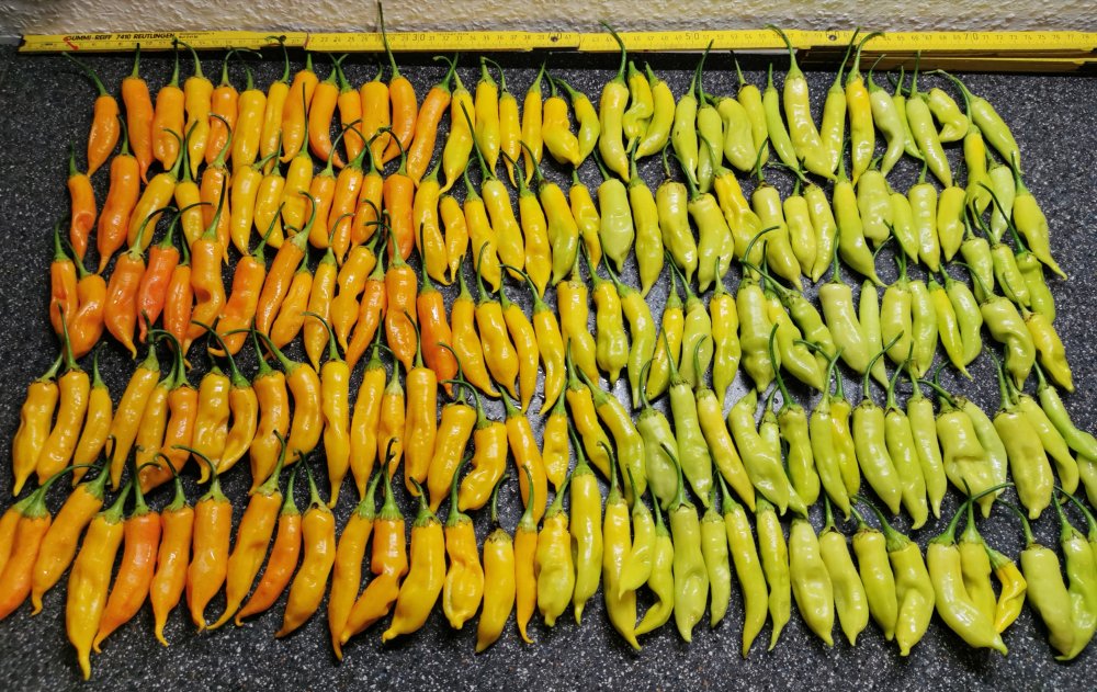 Aji Golden