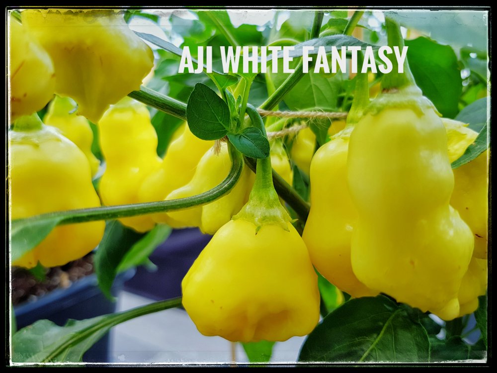 Ají White Fantasy Beeren