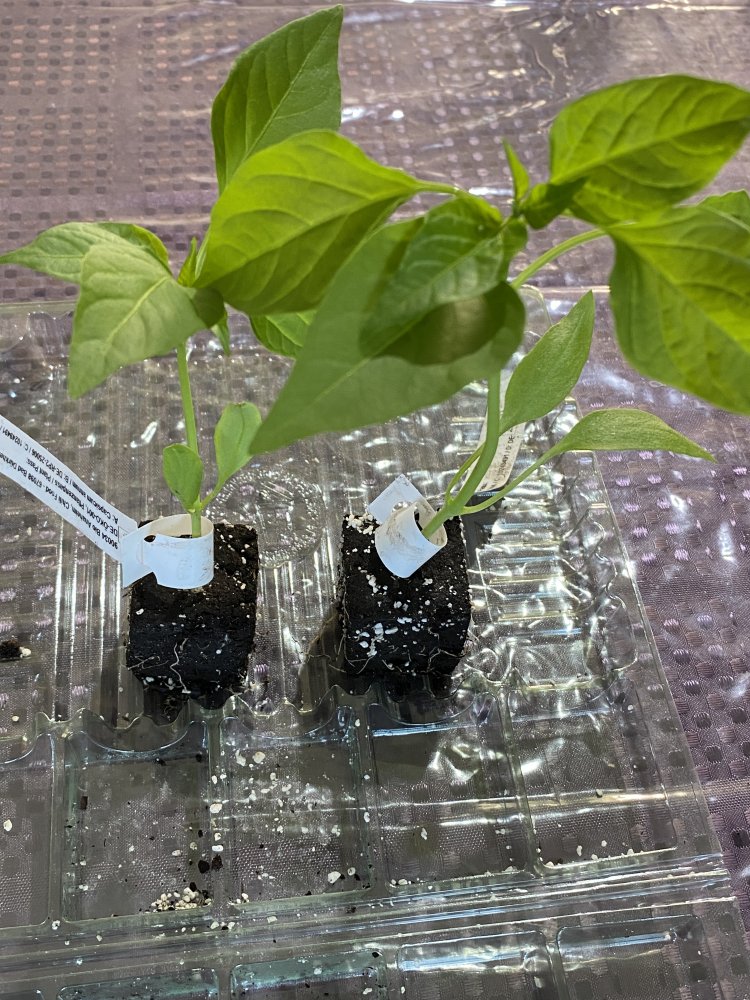 Anaheim (Chilifood.de)