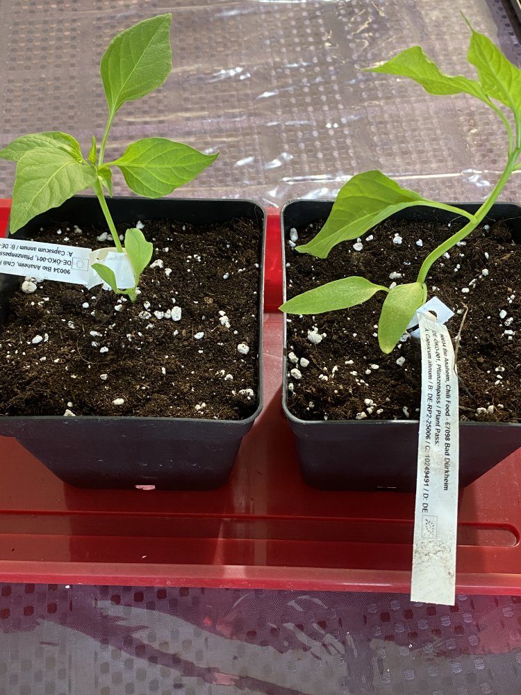 Anaheim (Chilifood.de)