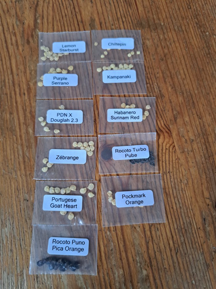 Anfang Chili Saison 2024.jpg