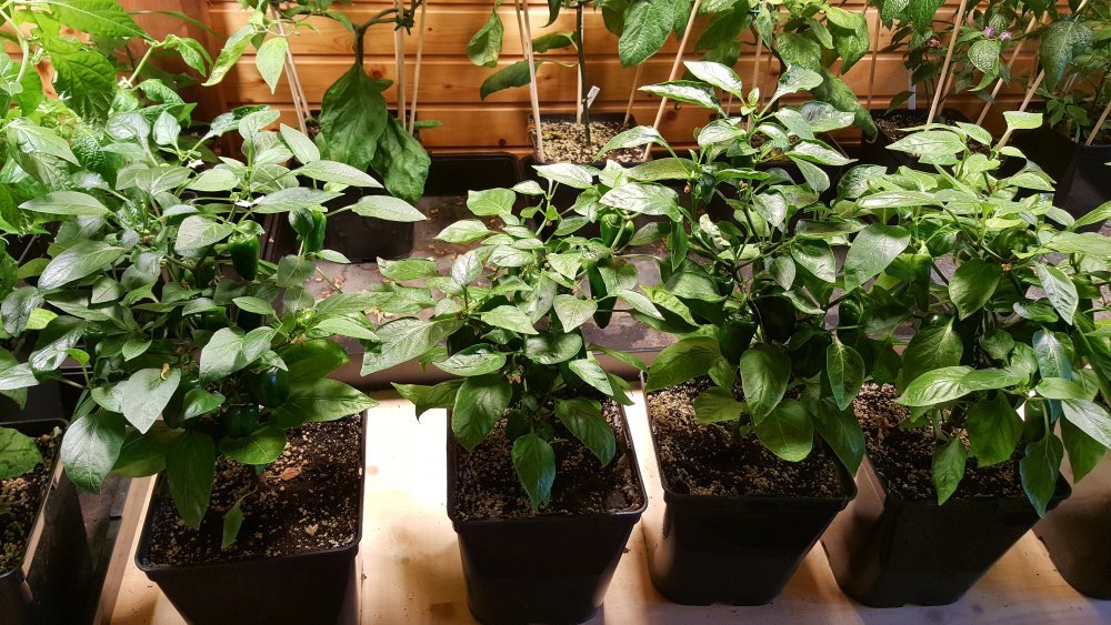 Annuum