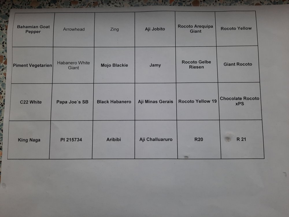 Anzucht 01012022 01.jpg