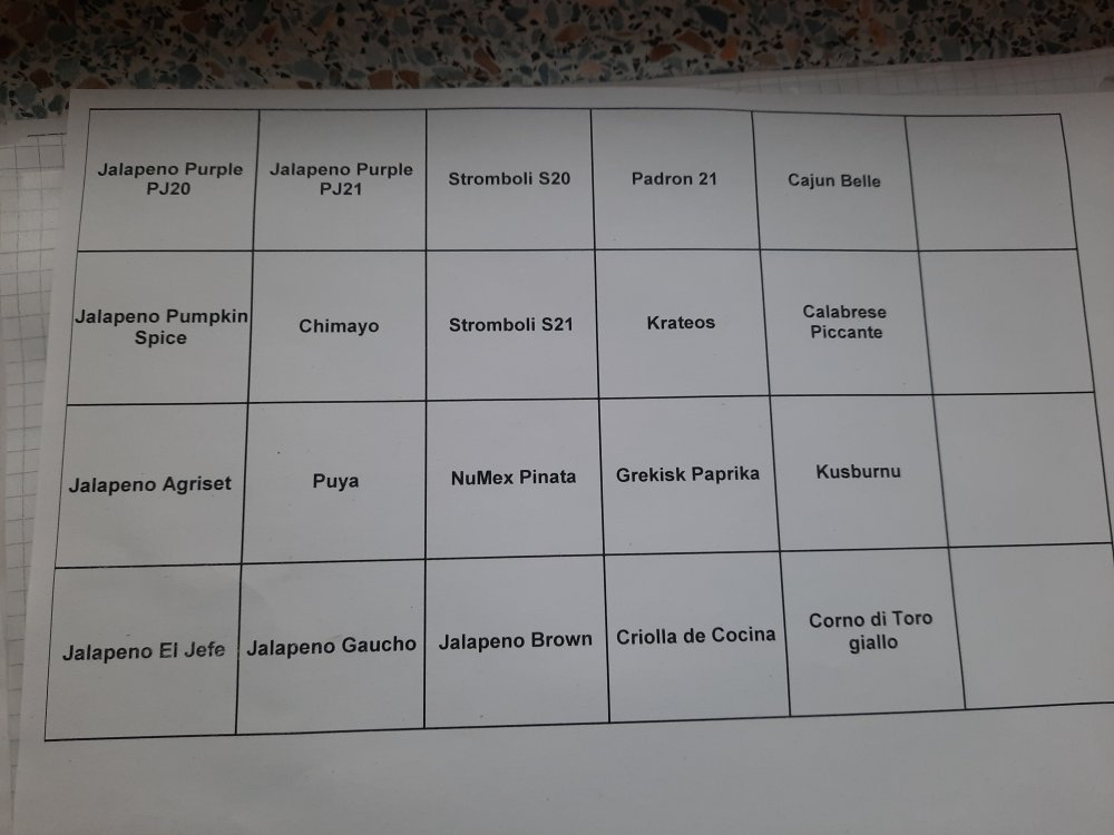 Anzucht 01012022 02.jpg