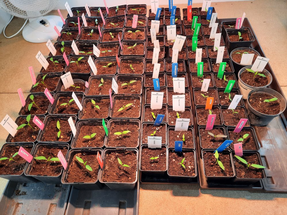 Anzucht 200122 01.jpg